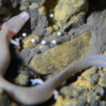 Il miracolo della nascita nelle Grotte di Postumia