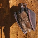 Pipistrelli in Grotta Regina / Kraljica Krasa