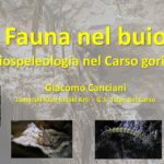 Fauna nel buio. La biospeleologia nel Carso goriziano