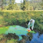 Colorazione al lago di Doberdò